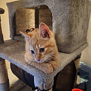 Leia participe au concours pour gagner de l'argent avec cette photo : cat, kitten, orange_tabby, cat_tree, indoor, pet, feline, curious, fur, whiskers, ears, claws, soft_texture, animal, looking_away, cozy, home, resting, cute, small