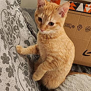 Leia participe au concours pour gagner de l'argent avec cette photo : animal, blanket, cardboard_box, cat, cozy, curious, cute, ears, feline, fur, home, indoor, kitten, orange_tabby, paws, pet, resting, soft_texture, whiskers, young