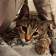 Ren participe au concours pour gagner de l'argent avec cette photo : animal, blanket, cat, close_up, cozy, curious, cute, eyes, fabric, feline, fur, indoor, mammal, paw, pet, resting, soft_lighting, tabby, whiskers, young_cat