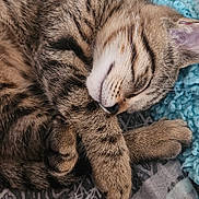 Ren a rejoint le concours — aidez-le/la à gagner de superbes lots ! animal, blanket, cat, closeup, cozy, cute, domestic, feline, fur, indoor, pattern, paw, pet, relaxed, resting, sleeping, soft, tabby, textile, whiskers