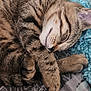 animal, blanket, cat, closeup, cozy, cute, domestic, feline, fur, indoor, pattern, paw, pet, relaxed, resting, sleeping, soft, tabby, textile, whiskers
