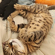 Ren participe au concours pour gagner de l'argent avec cette photo : kitten, cat, sleeping, tabby, fur, plush_toy, blanket, pillow, indoor, resting, cute, cozy, animal, pet, feline, pattern, soft, relaxed, nap, young