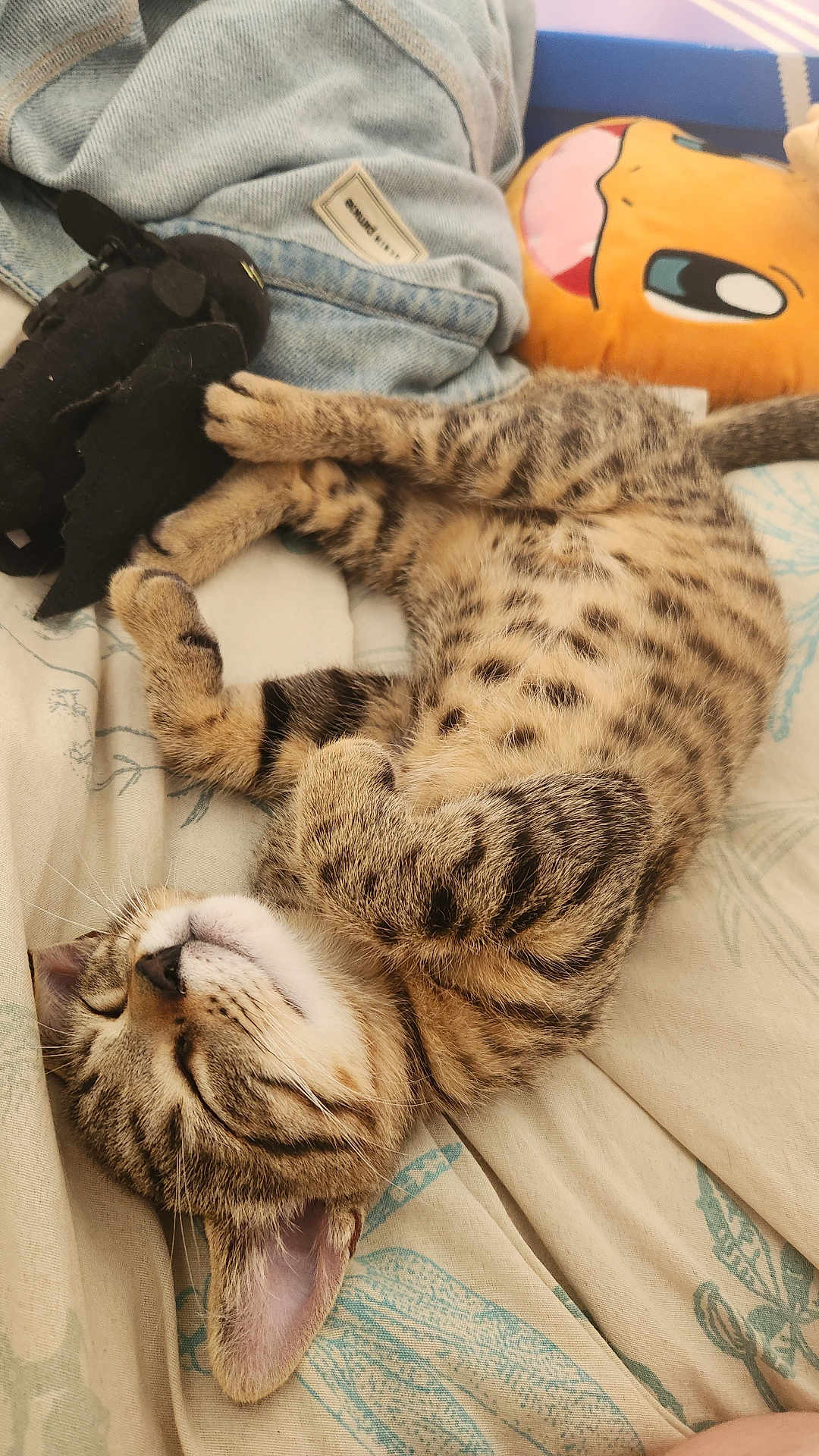 Ren participe au concours pour gagner de l'argent avec cette photo : kitten, cat, sleeping, tabby, fur, plush_toy, blanket, pillow, indoor, resting, cute, cozy, animal, pet, feline, pattern, soft, relaxed, nap, young