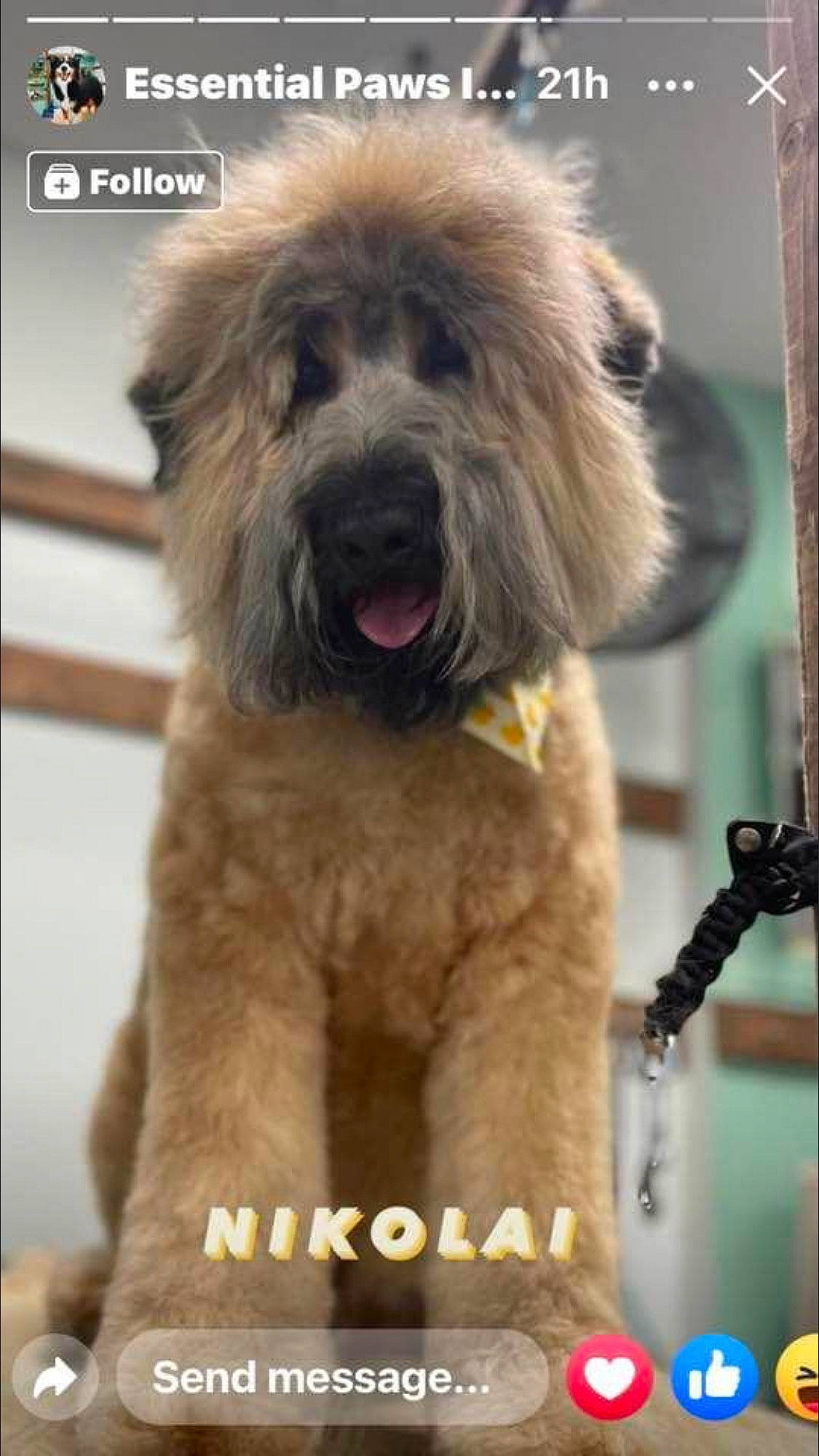 Nikolai joined the competition — help win amazing prizes! canidae, carnivore, companion_dog, dog, dog_breed, fur, giant_dog_breed, liver, maltepoo, non_sporting_group, puppy, small_terrier, snout, sporting_group, terrier, toy_dog, water_dog, working_animal, wrinkle, yorkipoo