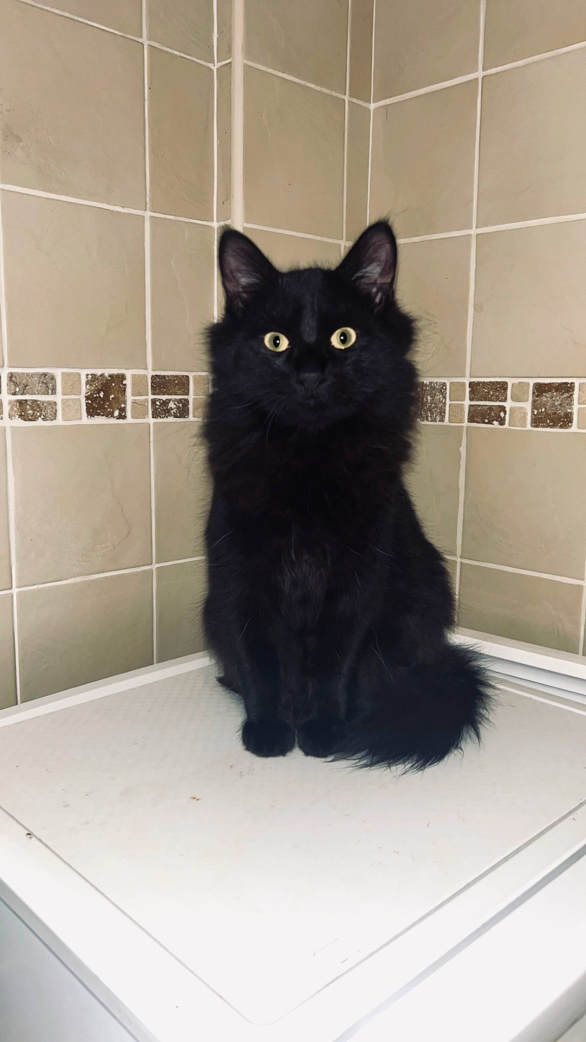 Milo joined the competition — help win amazing prizes! black_cat, bombay, british_longhair, carnivore, cat, claw, domestic_short_haired_cat, felidae, flooring, fur, grey, monochrome_photography, paw, pet_supply, small_to_medium_sized_cats, snout, tail, terrestrial_animal, whiskers, window