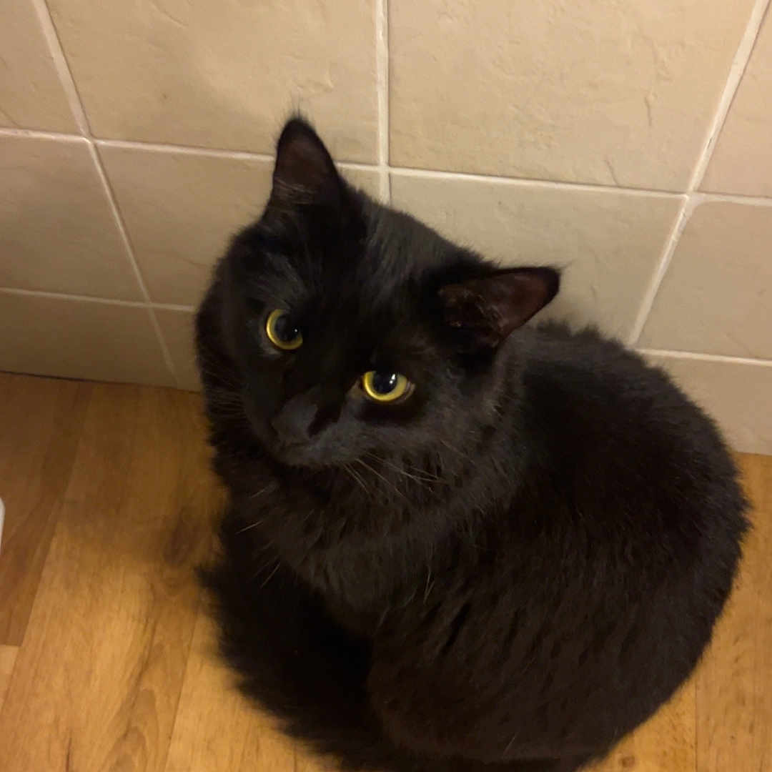 Milo joined the competition — help win amazing prizes! animal, blackcat, cat, hardwood, manx, pet, plywood, wood