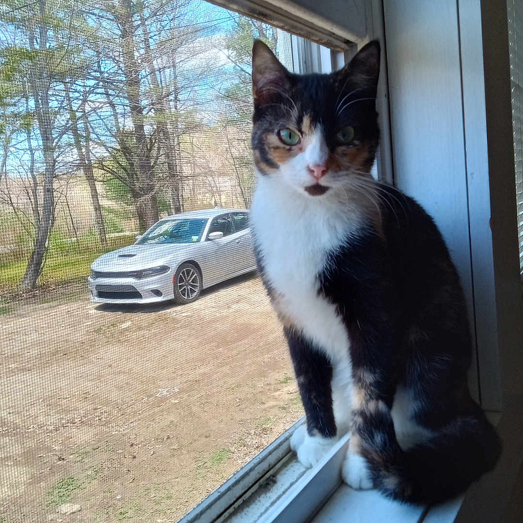 Gizmo joined the competition — help win amazing prizes! abyssinian, alloywheel, animal, car, carwheel, cat, coupe, kitten, licenseplate, machine, manx, pet, spoke, sportscar, tire, transportation, vehicle, wheel, window, windowsill