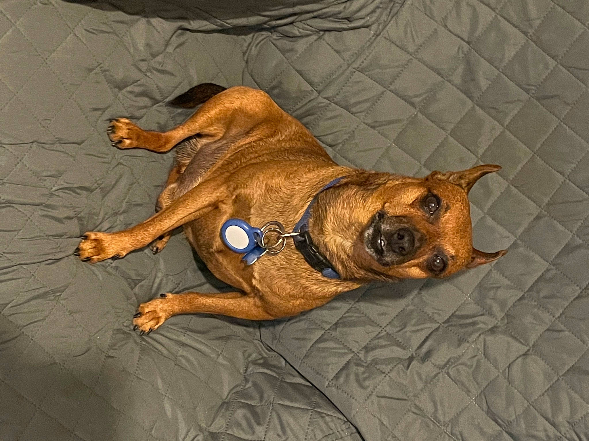 Atchoum a rejoint le concours — aidez-le/la à gagner de superbes lots ! art, big_cats, bulldog, canidae, carnivore, companion_dog, dog, dog_breed, dog_supply, fawn, guard_dog, liver, olde_english_bulldogge, snout, sporting_group, tail, terrestrial_animal, whiskers, working_animal, wrinkle