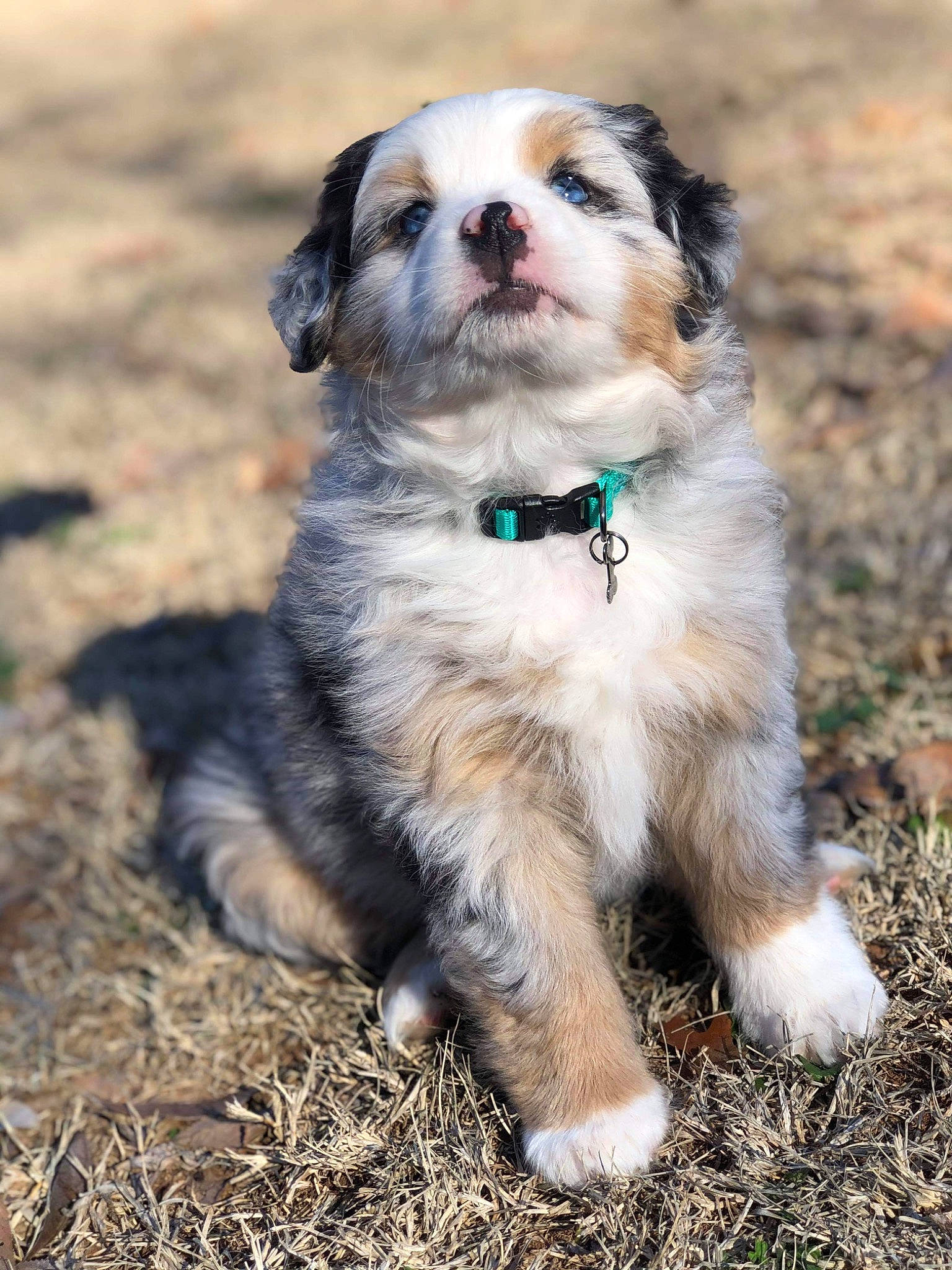 Tex joined the competition — help win amazing prizes! australian_shepherd, canidae, carnivore, companion_dog, dog, dog_breed, mammal, miniature_australian_shepherd, nose, puppy, rare_breed_dog, snout, sporting_group, vertebrate, whiskers