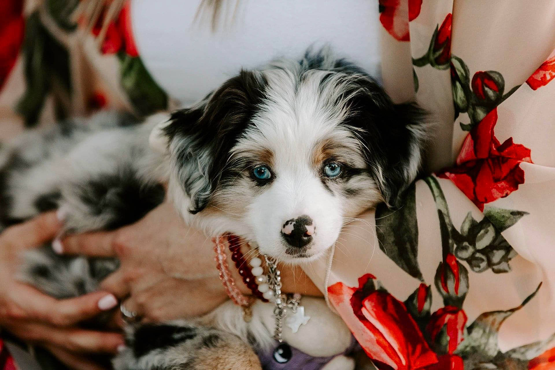 Tex is registered to the contest to win money with this photo: australian_shepherd, border_collie, canidae, carnivore, companion_dog, dog, dog_breed, mammal, miniature_australian_shepherd, papillon, phalene, puppy, puppy_love, rare_breed_dog, sporting_group