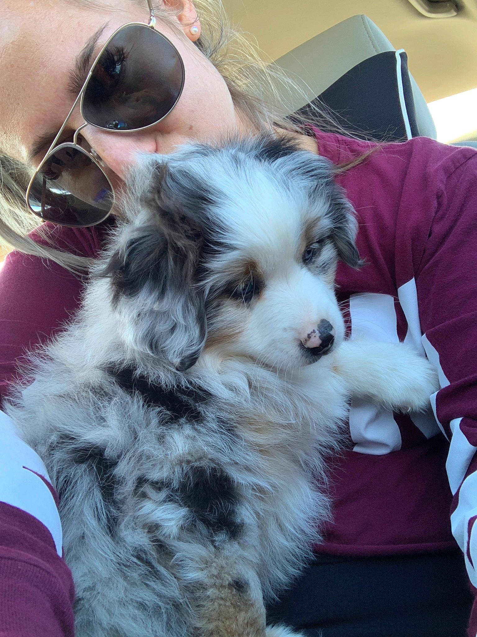 Tex is registered to the contest to win money with this photo: australian_shepherd, canidae, carnivore, companion_dog, dog, dog_breed, havanese, kyi_leo, maltepoo, mammal, miniature_australian_shepherd, morkie, petit_basset_griffon_vendeen, puppy, puppy_love, rare_breed_dog, schnoodle, sporting_group, tibetan_terrier, vertebrate