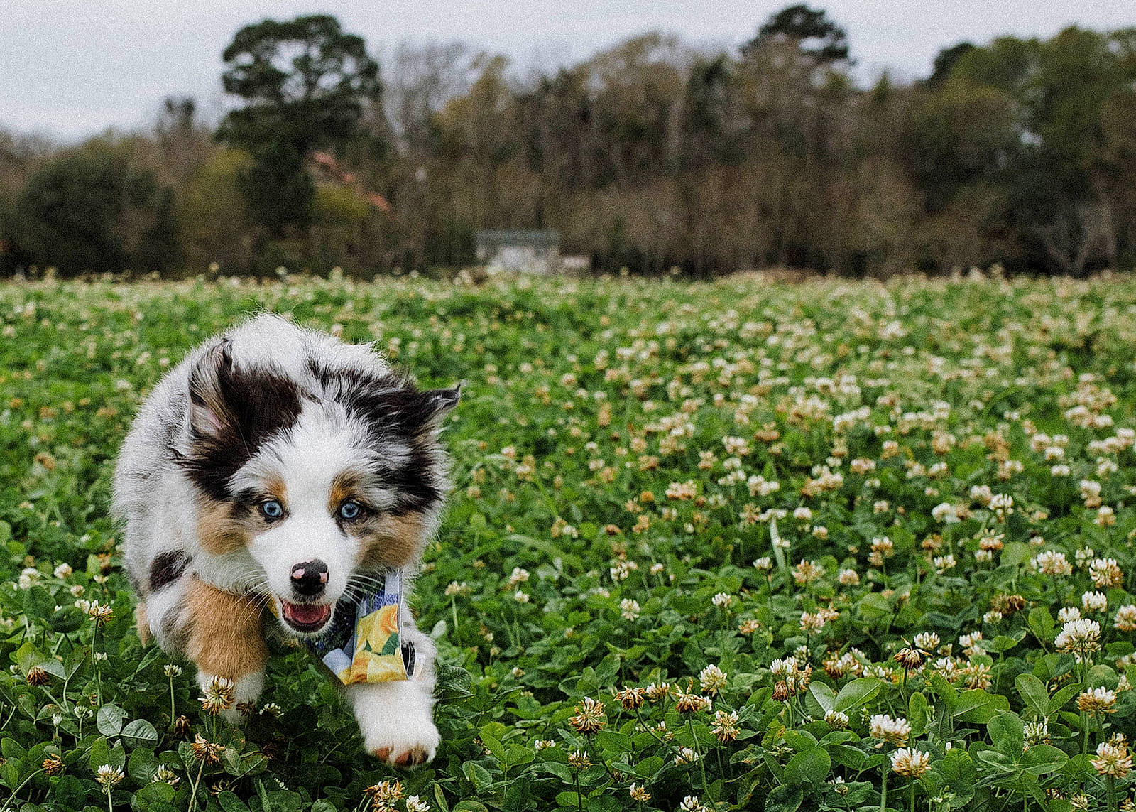 Tex joined the competition — help win amazing prizes! australian_collie, australian_shepherd, border_collie, canidae, carnivore, companion_dog, dog, dog_breed, flower, grass, mammal, miniature_australian_shepherd, plant, puppy, rare_breed_dog, spring, vertebrate, wildflower, working_dog