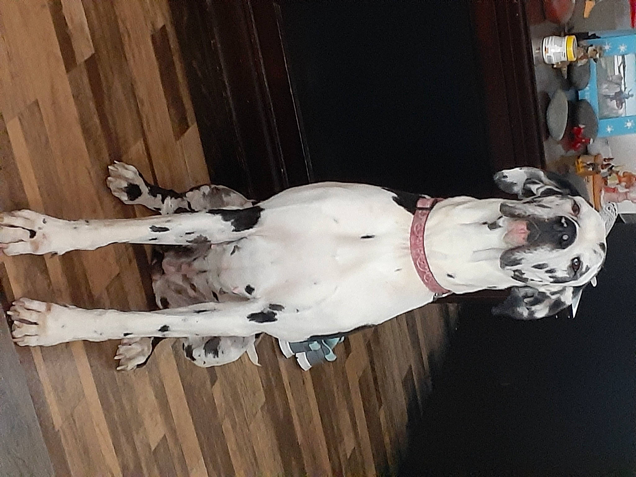 Mia is registered to the contest to win money with this photo: canidae, carnivore, dalmatian, dog, dog_breed, fawn, great_dane, guard_dog, non_sporting_group, sporting_group