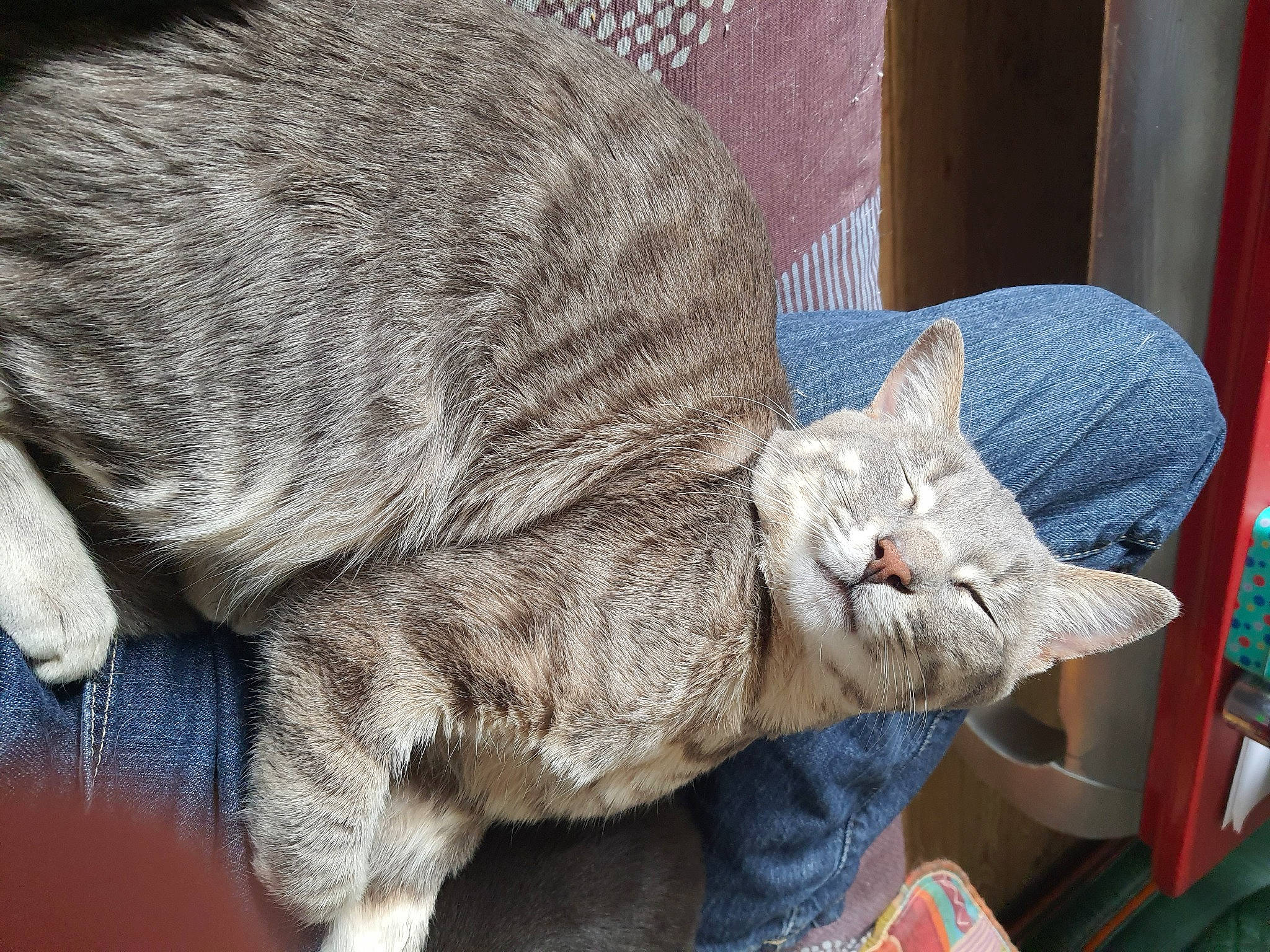 Tyka participe au concours pour gagner de l'argent avec cette photo : carnivore, cat, cat_supply, claw, comfort, domestic_short_haired_cat, felidae, fur, grey, hat, headgear, knitting, nap, sitting, small_to_medium_sized_cats, snout, tail, whiskers, window, wool