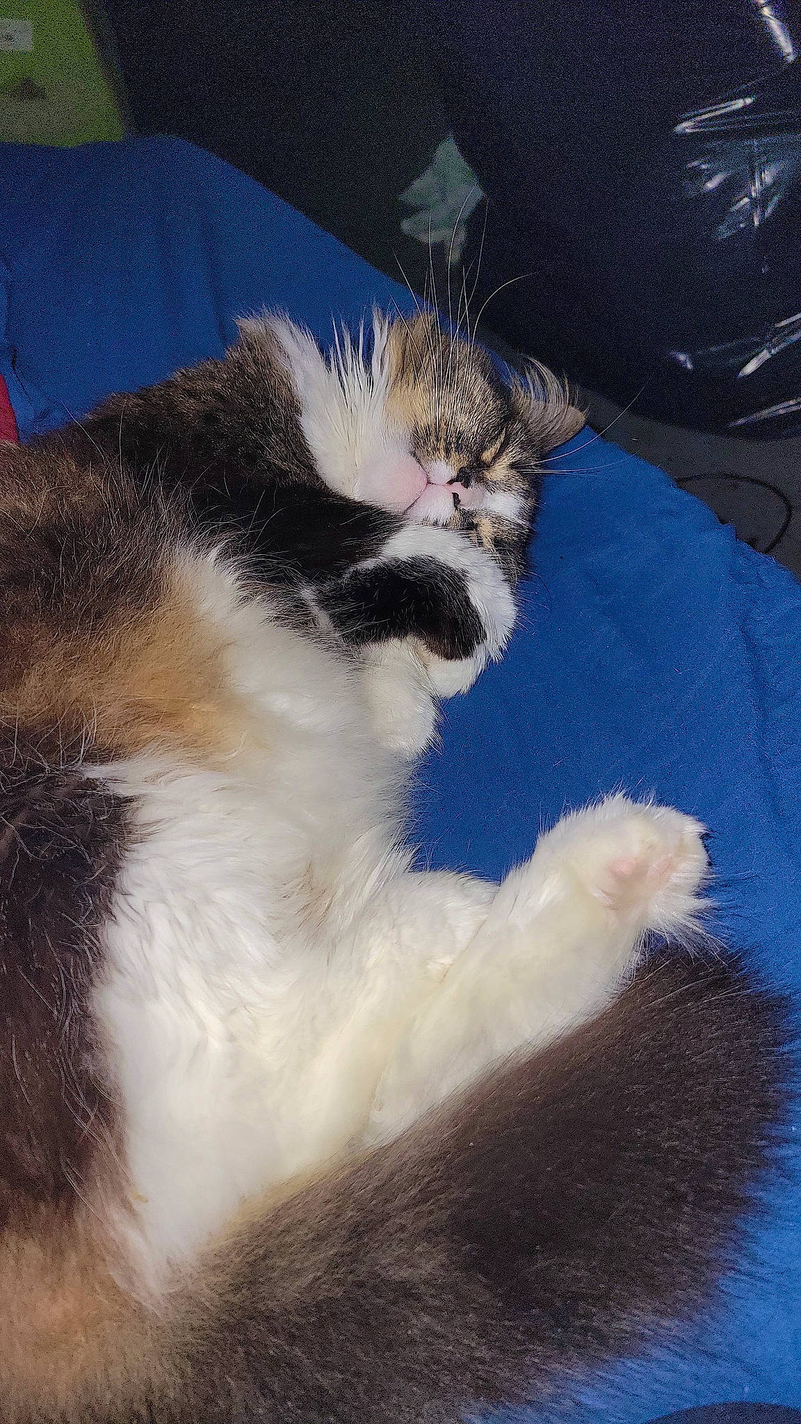 Millie is registered to the contest to win money with this photo: carnivore, cat, claw, comfort, domestic_short_haired_cat, electric_blue, felidae, fur, grass, human_leg, nap, paw, sand, sleep, small_to_medium_sized_cats, snout, tail, whiskers