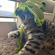 Nino joined the competition — help win amazing prizes! adorable, animal, carpet, cat, close_up, crochet, cute, feline, green_hat, indoor, knitted_hat, natural_light, paw, pet, playful, resting, soft_texture, tabby_cat, whiskers, window