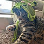 adorable, animal, carpet, cat, close_up, crochet, cute, feline, green_hat, indoor, knitted_hat, natural_light, paw, pet, playful, resting, soft_texture, tabby_cat, whiskers, window