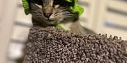 Nino is registered to the contest to win money with this photo: animal, blurred_background, carpet, cat, closeup, cozy, curious, cute, ears, face, feline, gray, green, hat, indoor, knit_hat, pet, shutters, soft_lighting, whiskers
