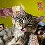 animal, blep, cat, close_up, cozy, cute, ears, feline, fur, green_wall, household, indoor, mischievous, pet, playful, poster, relaxed, tabby, tongue_out, whiskers