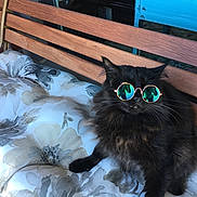 Bonnie is registered to the contest to win money with this photo: cat, black_cat, sunglasses, bench, cushion, fluffy, pet, animal, outdoor, relaxed, feline, cool, reflection, wooden_bench, floral_pattern, cute, domestic_cat, sitting, portrait, sunlight