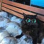 cat, black_cat, sunglasses, bench, cushion, fluffy, pet, animal, outdoor, relaxed, feline, cool, reflection, wooden_bench, floral_pattern, cute, domestic_cat, sitting, portrait, sunlight