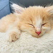 Mojito a rejoint le concours — aidez-le/la à gagner de superbes lots ! kitten, cat, sleeping, cute, fluffy, orange, white, pet, animal, nap, soft, cozy, closeup, feline, paw, resting, adorable, indoor, young, fur