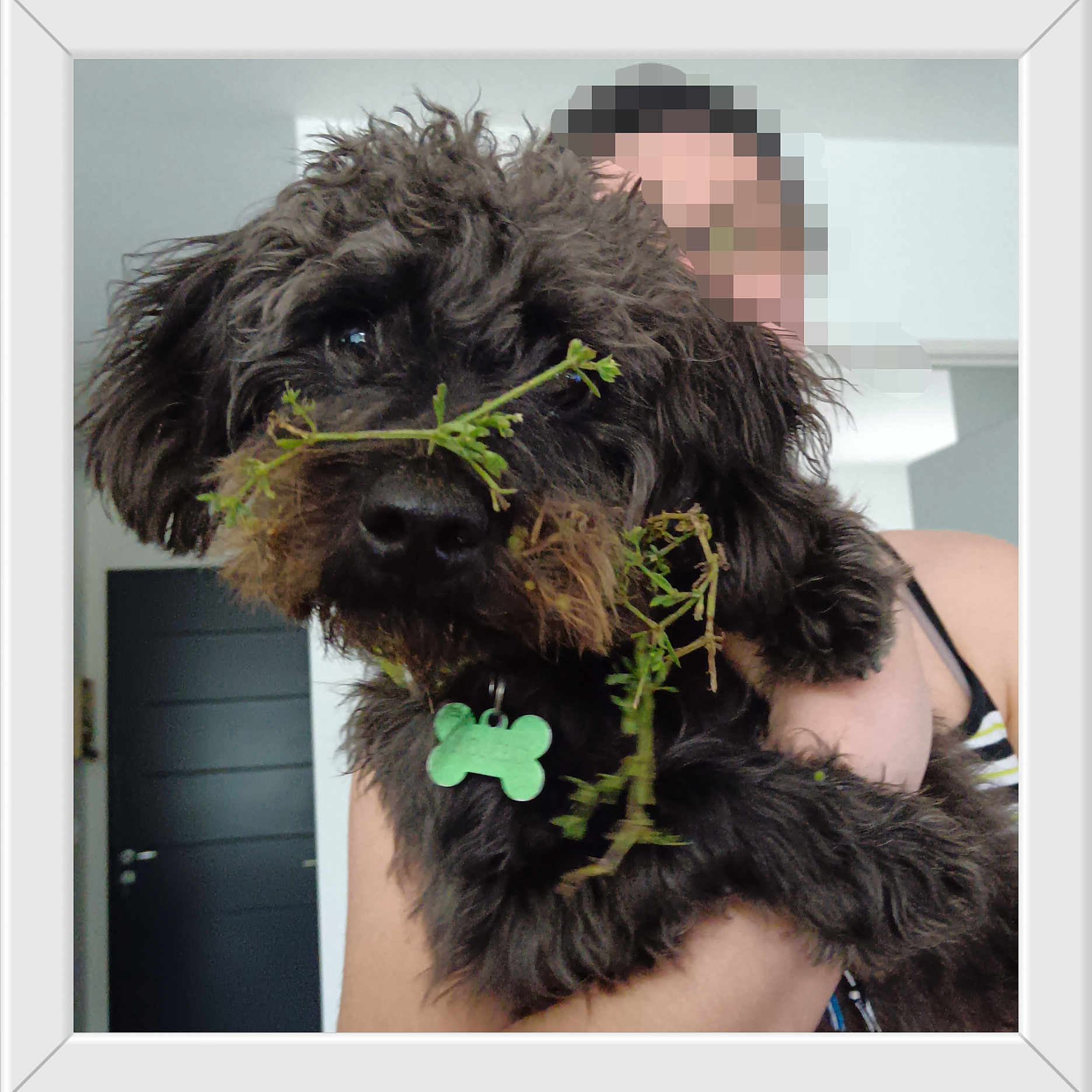 Roméo participe au concours pour gagner de l'argent avec cette photo : animal, black_dog, close_up, companion, cute, dog, domestic, door, fluffy, fur, green_tag, house, indoor, modern_interior, person_holding_pet, pet, pixelated_face, plant_stems, playful, portrait