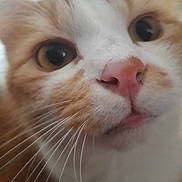 Ajax a rejoint le concours — aidez-le/la à gagner de superbes lots ! cat, close_up, orange_and_white, whiskers, pink_nose, curious, pet, animal, feline, indoor, face, eyes, fur, cute, muzzle, portrait, domestic_cat, closeup, whiskers_visible, nose