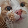 cat, close_up, orange_and_white, whiskers, pink_nose, curious, pet, animal, feline, indoor, face, eyes, fur, cute, muzzle, portrait, domestic_cat, closeup, whiskers_visible, nose