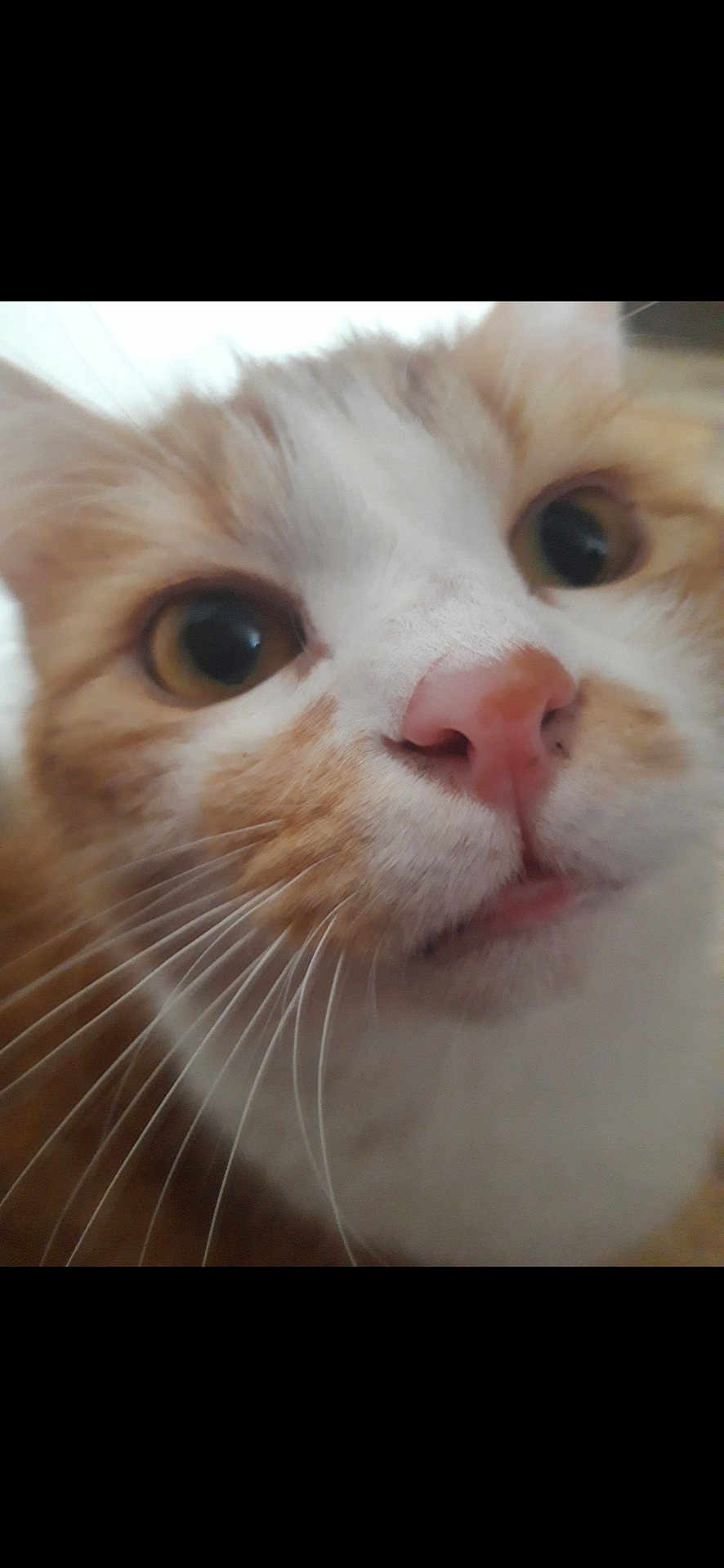 Ajax a rejoint le concours — aidez-le/la à gagner de superbes lots ! cat, close_up, orange_and_white, whiskers, pink_nose, curious, pet, animal, feline, indoor, face, eyes, fur, cute, muzzle, portrait, domestic_cat, closeup, whiskers_visible, nose