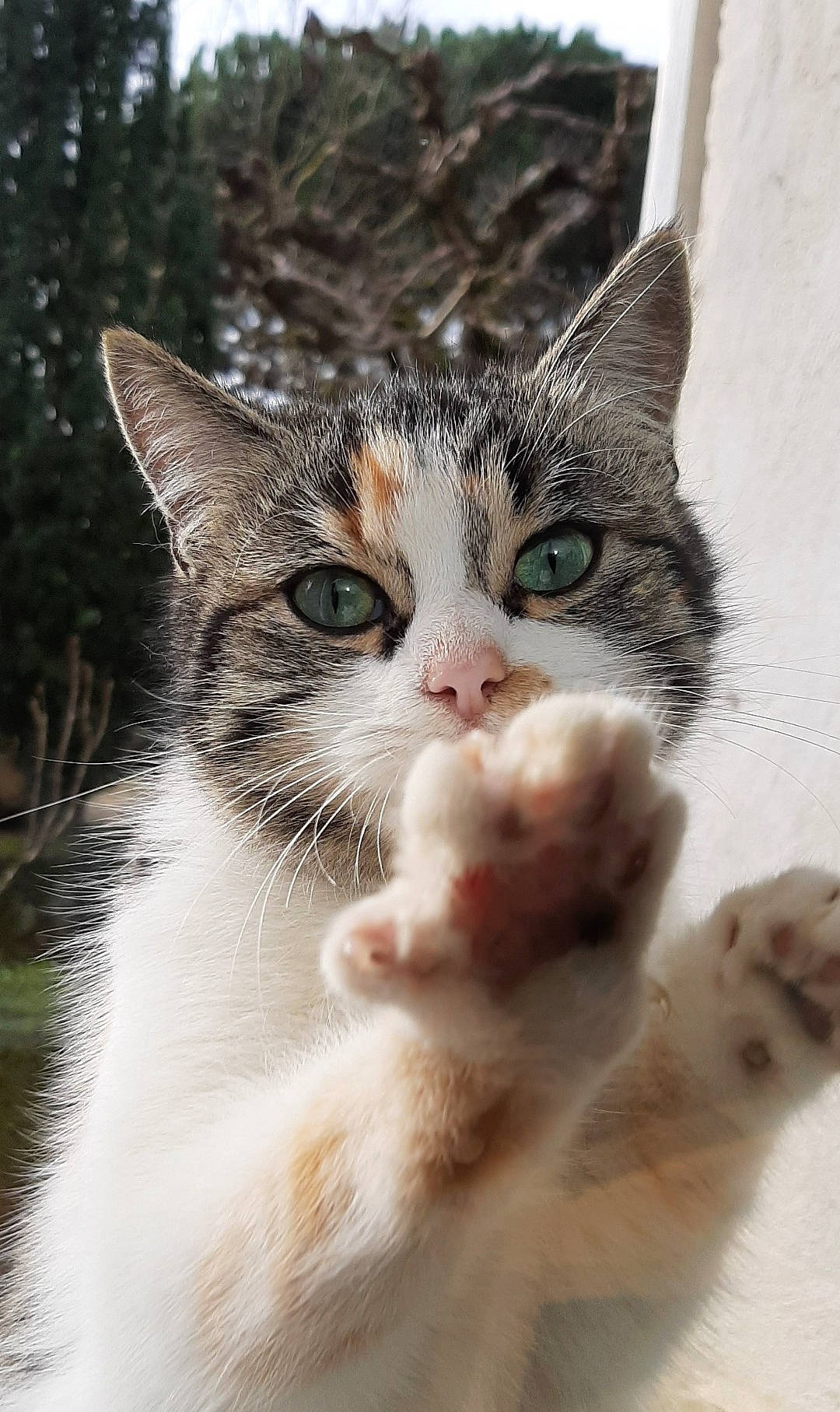 Flore participe au concours pour gagner de l'argent avec cette photo : aegean_cat, american_wirehair, asian, carnivore, cat, domestic_short_haired_cat, european_shorthair, felidae, fur, german_rex, kitten, mammal, polydactyl_cat, small_to_medium_sized_cats, snout, tabby_cat, turkish_van, whiskers