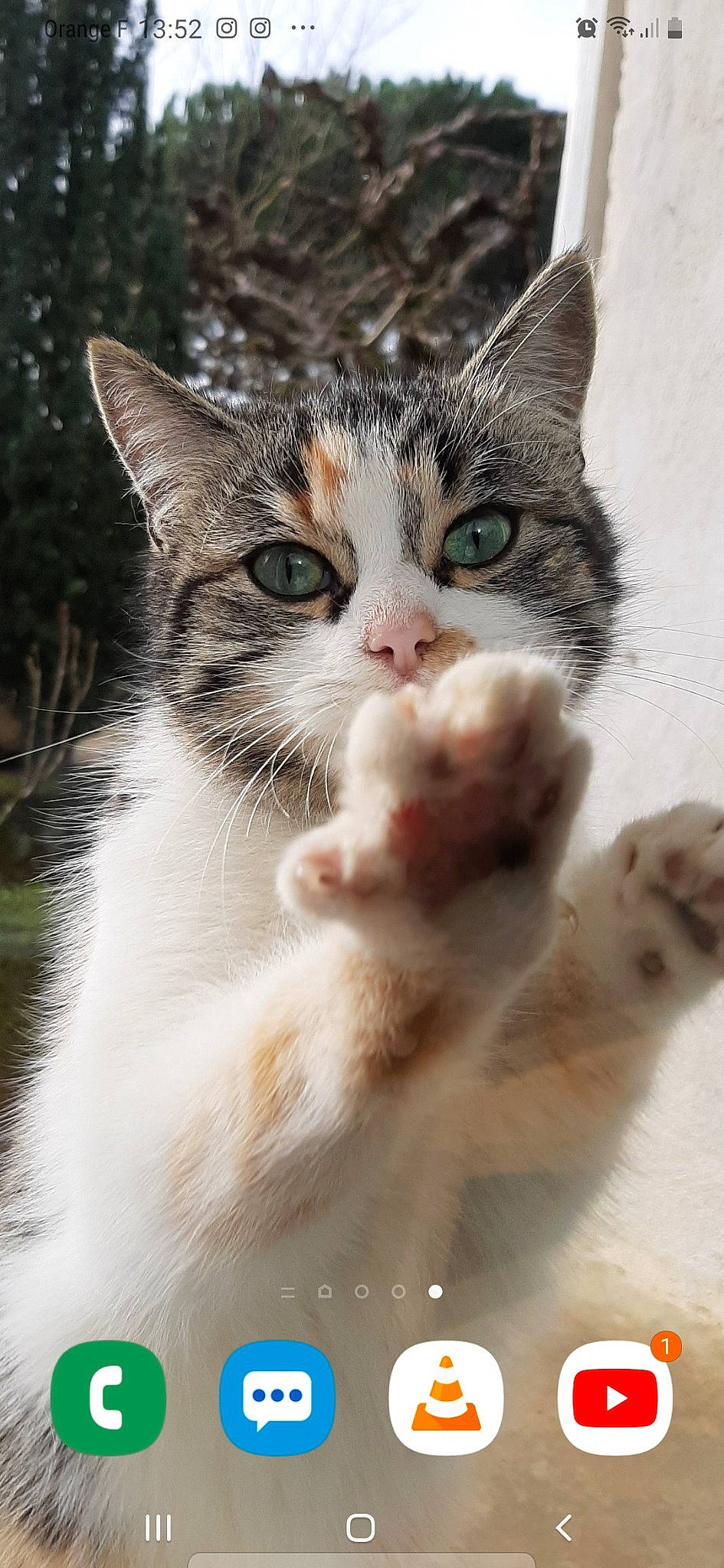 Flore participe au concours pour gagner de l'argent avec cette photo : aegean_cat, american_wirehair, asian, carnivore, cat, domestic_short_haired_cat, european_shorthair, felidae, kitten, mammal, ojos_azules, paw, polydactyl_cat, small_to_medium_sized_cats, snout, tabby_cat, turkish_van, vertebrate, whiskers