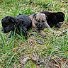 Jerry Lee participe au concours pour gagner de l'argent avec cette photo : adorable, animal, black, brown, cute, dog, field, fur, grass, leaf, mammal, nature, outdoor, pet, playful, puppy, small, three, wildlife, young