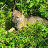 adorable, animal, canine, cute, daylight, dog, foliage, grass, greenery, leafy, lying_down, mammal, nature, outdoor, pet, puppy, relaxing, sunlight, wildlife, young_animal
