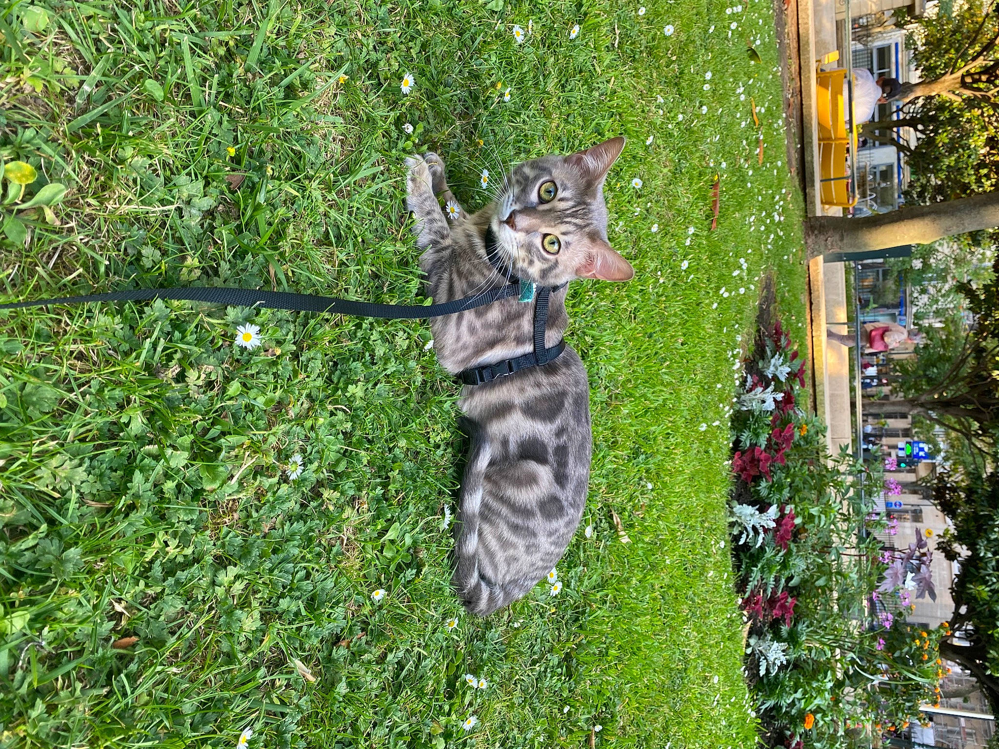 Grisou a rejoint le concours — aidez-le/la à gagner de superbes lots ! art, canidae, carnivore, cat, dog_breed, domestic_short_haired_cat, fawn, felidae, fur, grass, groundcover, lawn, plant, shrub, small_to_medium_sized_cats, sporting_group, tail, tree, whiskers, window