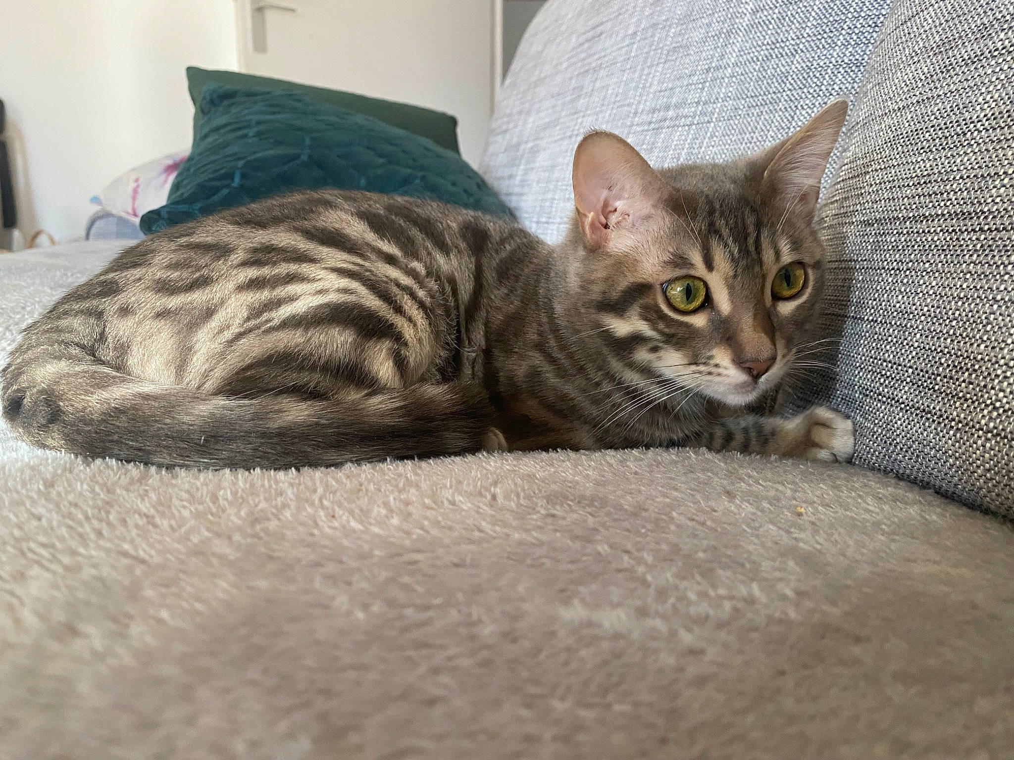 Grisou a rejoint le concours — aidez-le/la à gagner de superbes lots ! carnivore, cat, cat_bed, cat_supply, comfort, domestic_short_haired_cat, felidae, fur, grey, paw, room, sitting, small_to_medium_sized_cats, snout, terrestrial_animal, whiskers