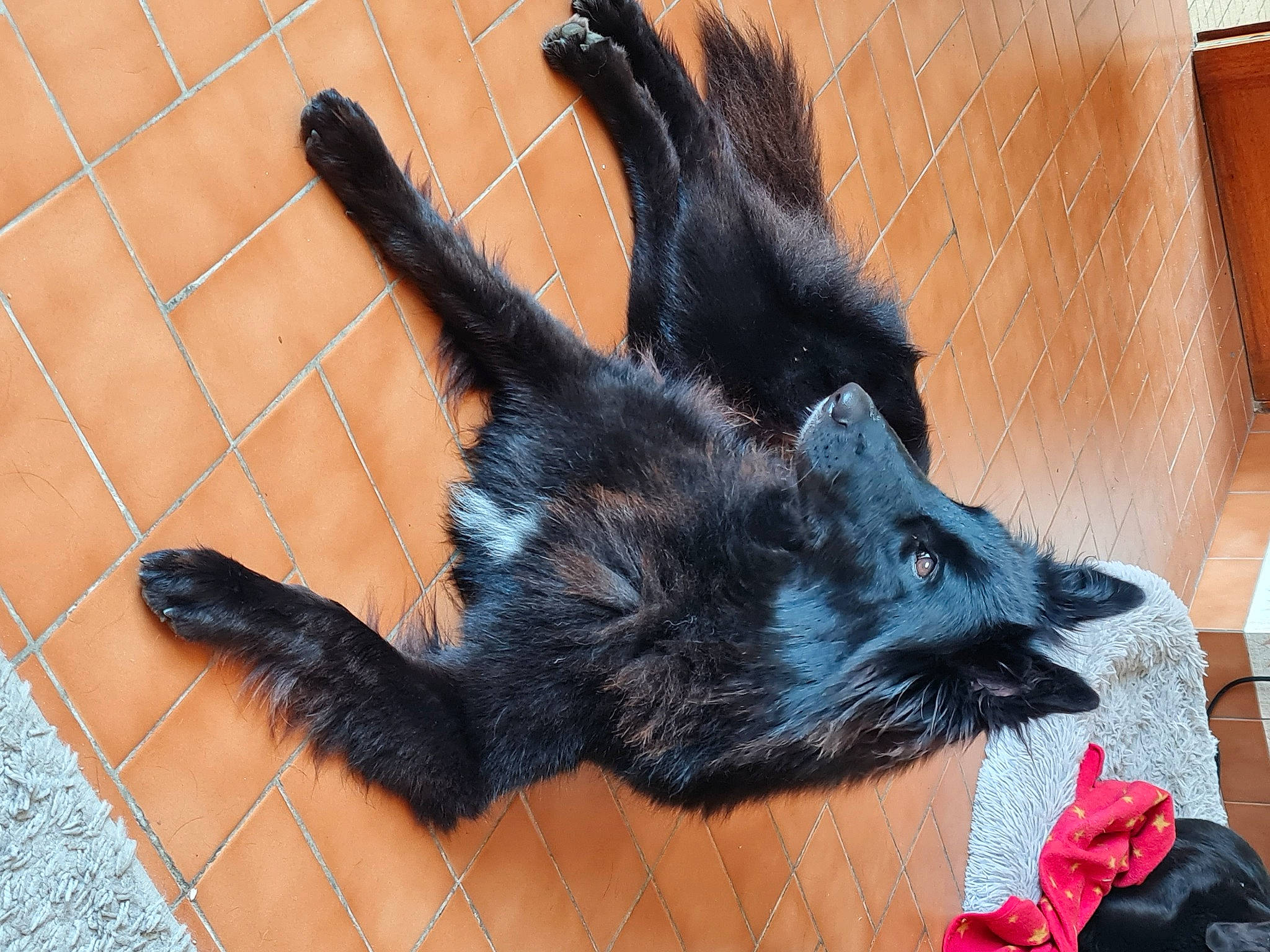 Ruby a rejoint le concours — aidez-le/la à gagner de superbes lots ! black_cat, bombay, canidae, carnivore, claw, dog_breed, domestic_short_haired_cat, felidae, flooring, foot, fur, paw, shadow, small_to_medium_sized_cats, snout, sporting_group, tail, terrestrial_animal, whiskers