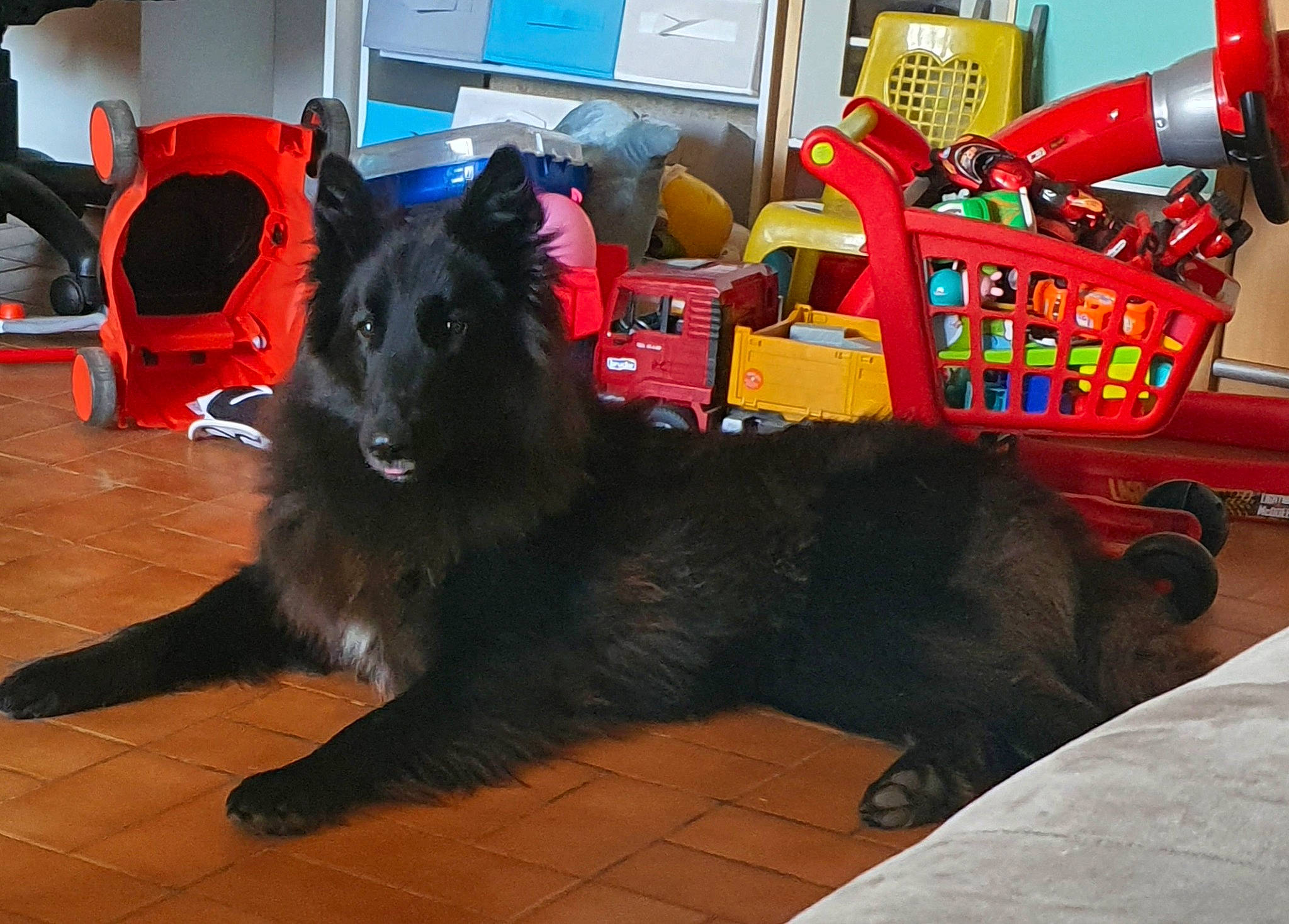 Ruby participe au concours pour gagner de l'argent avec cette photo : automotive_tire, canidae, carnivore, chair, companion_dog, dog, dog_breed, dog_supply, event, flooring, fur, herding_dog, snout, sporting_group, tail, tire, working_animal, working_dog