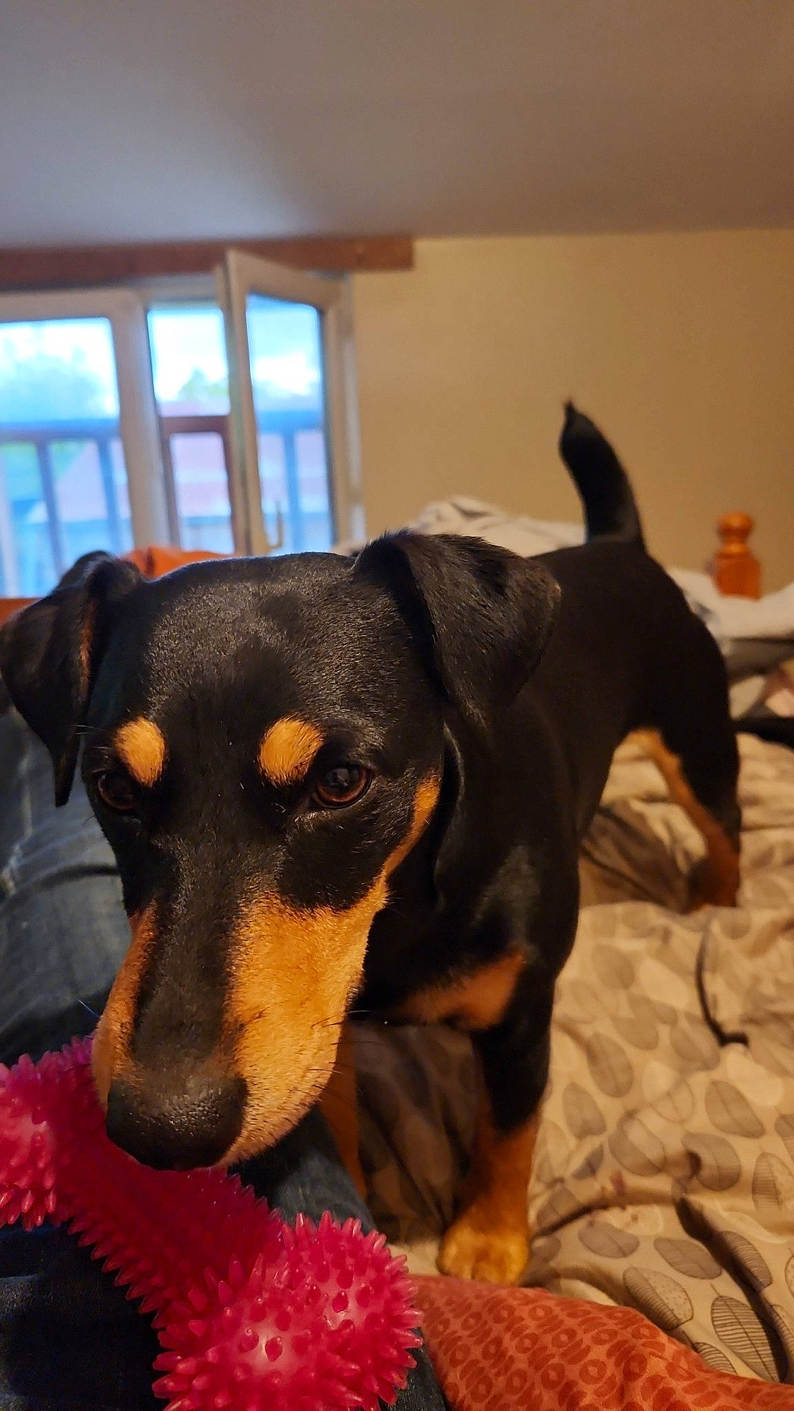 Youyou participe au concours pour gagner de l'argent avec cette photo : austrian_black_and_tan_hound, canidae, carnivore, collar, companion_dog, dog, dog_breed, fur, guard_dog, hellenikos_ichnilatis, montenegrin_mountain_hound, paw, pinscher, snout, sporting_group, toy_dog, whiskers, window, working_animal, working_dog