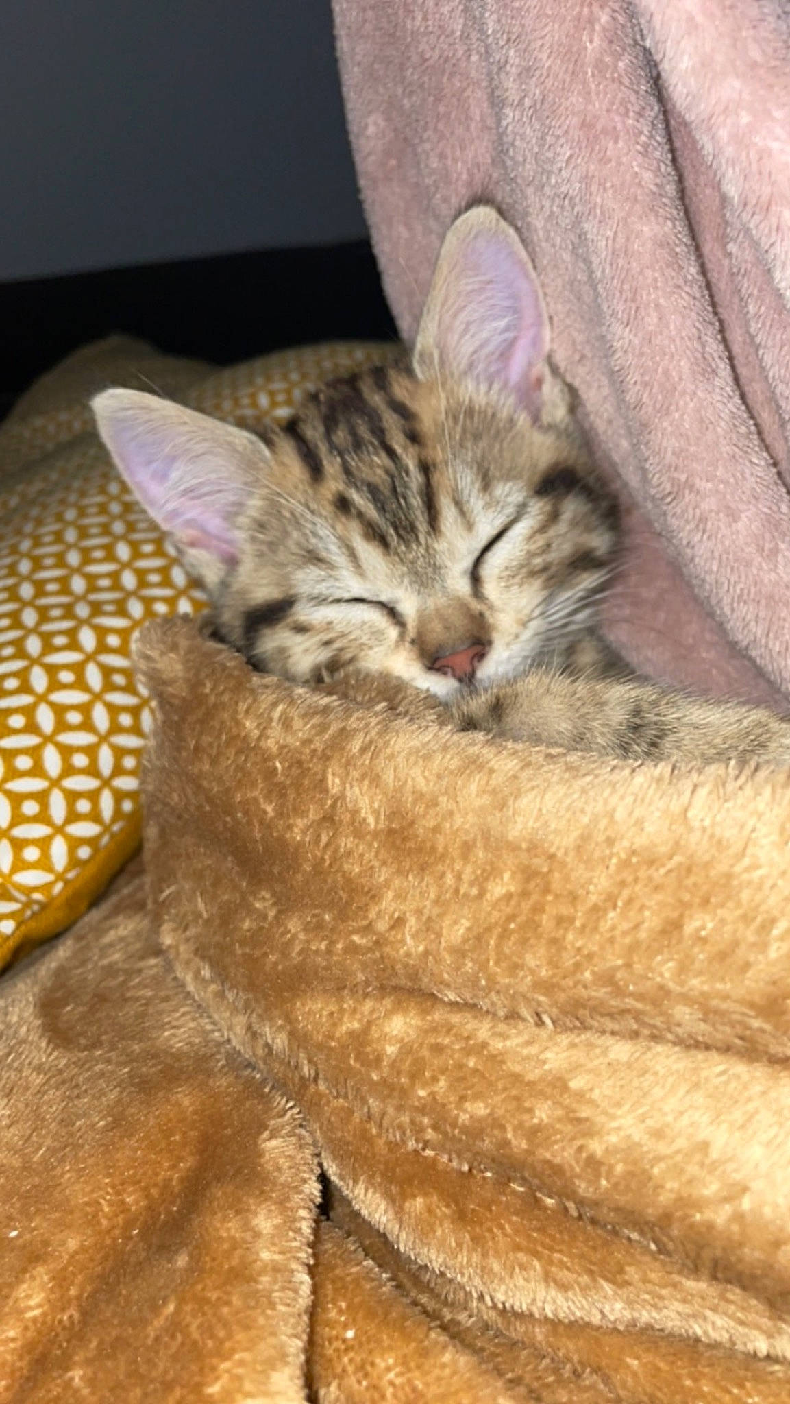 Caly participe au concours pour gagner de l'argent avec cette photo : carnivore, cat, claw, comfort, domestic_short_haired_cat, fawn, felidae, fur, paw, small_to_medium_sized_cats, snout, tail, terrestrial_animal, whiskers, wildlife, wood