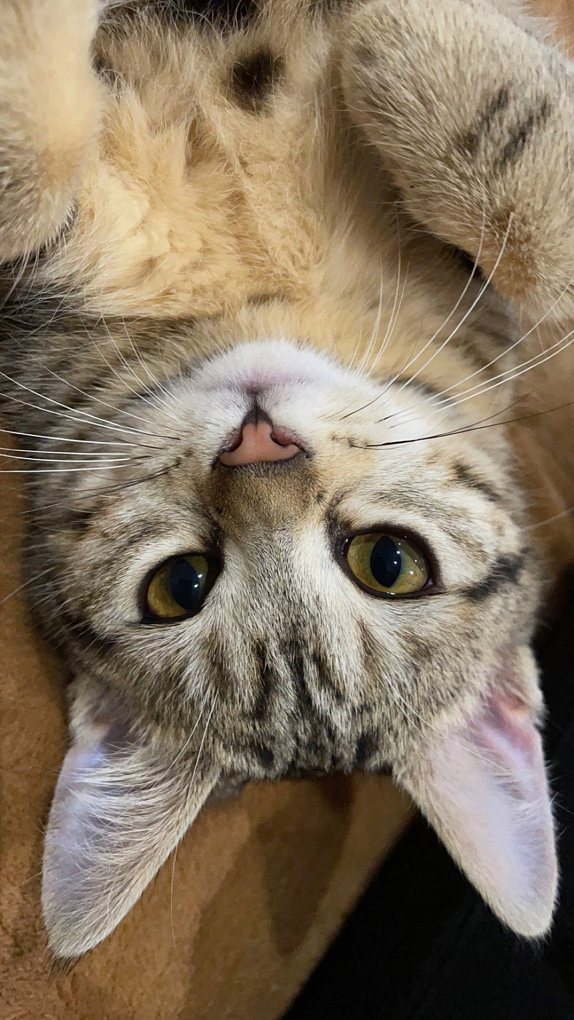 Caly participe au concours pour gagner de l'argent avec cette photo : carnivore, cat, claw, close_up, domestic_short_haired_cat, eye, fawn, felidae, fur, nose, paw, plant, small_to_medium_sized_cats, snout, terrestrial_animal, whiskers, wildlife, wrinkle