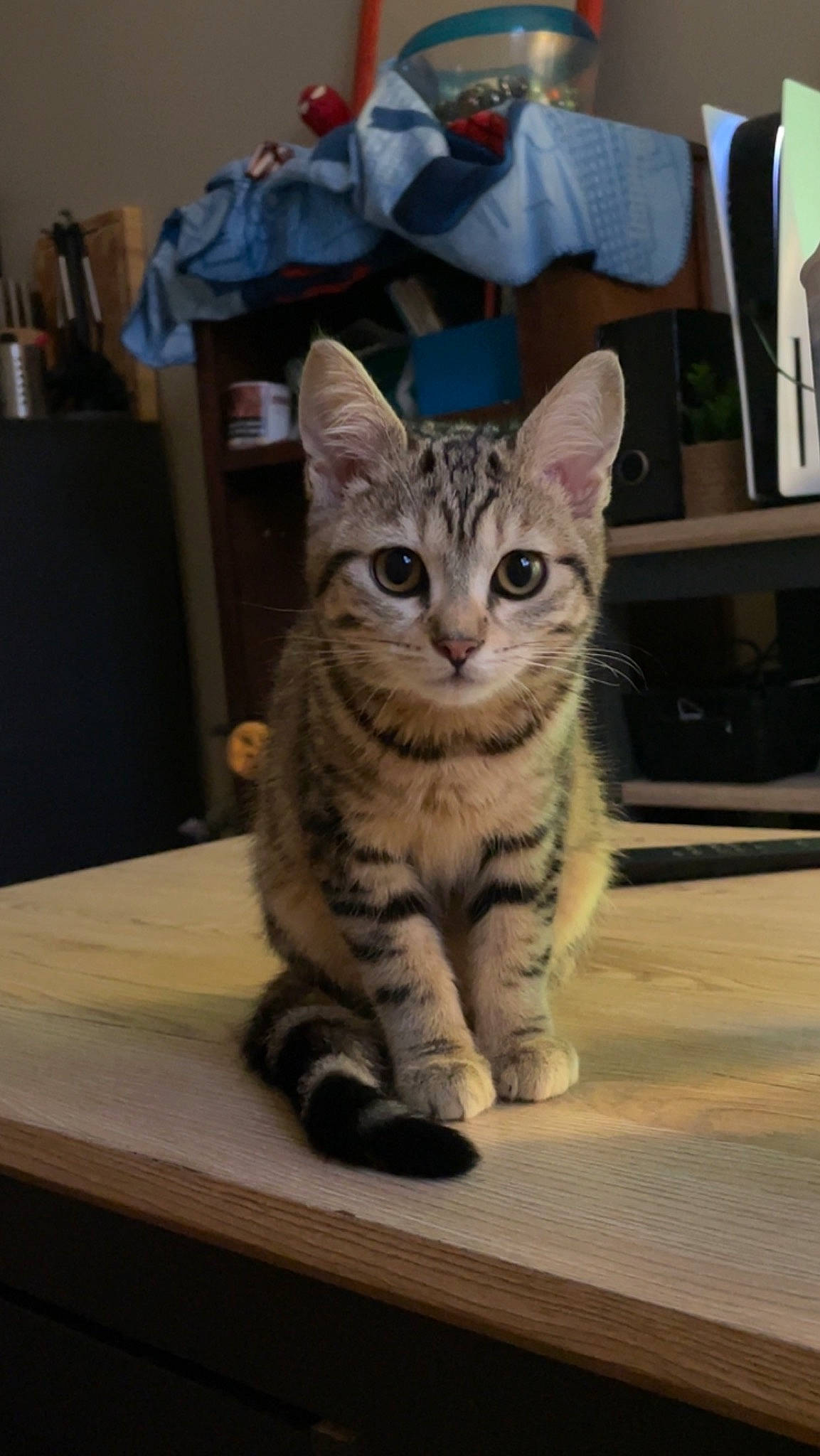 Caly a rejoint le concours — aidez-le/la à gagner de superbes lots ! carnivore, cat, domestic_short_haired_cat, door, felidae, fur, paw, sitting, small_to_medium_sized_cats, snout, table, tail, terrestrial_animal, whiskers