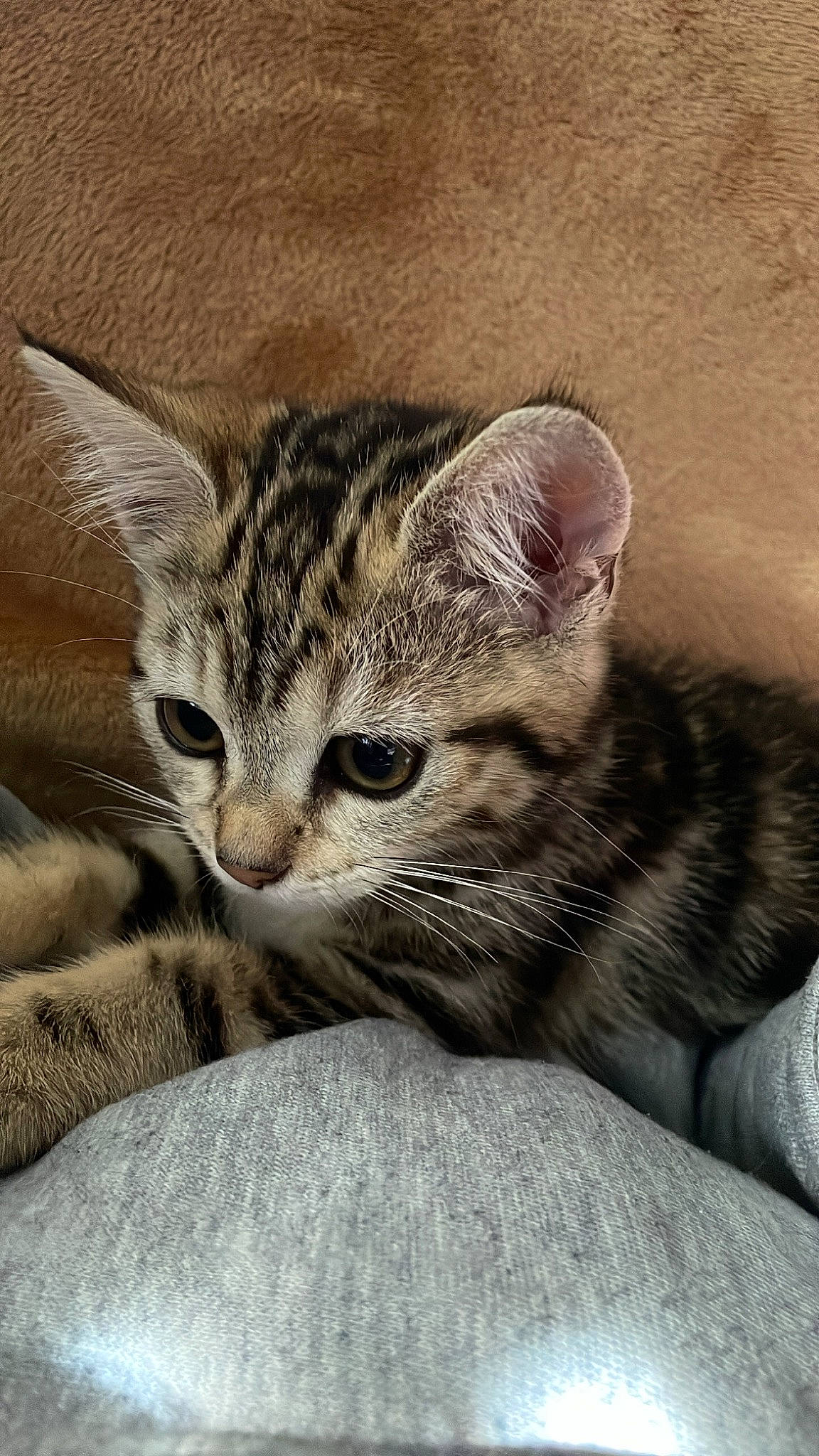 Caly participe au concours pour gagner de l'argent avec cette photo : carnivore, cat, claw, comfort, domestic_short_haired_cat, door, felidae, fur, grey, nap, paw, sleep, small_to_medium_sized_cats, snout, terrestrial_animal, tree, whiskers, wildlife, window