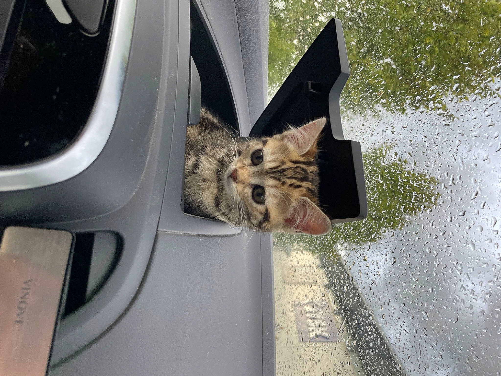 Caly participe au concours pour gagner de l'argent avec cette photo : automotive_exterior, automotive_lighting, automotive_tire, car, carnivore, cat, door, felidae, fender, motor_vehicle, plant, small_to_medium_sized_cats, tire, tree, vehicle, vehicle_door, water, wheel, whiskers, window