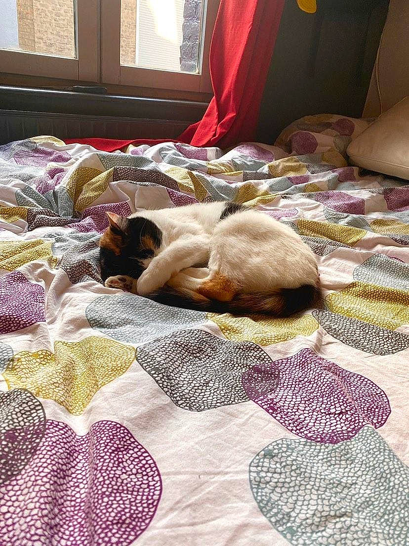 Praline a rejoint le concours — aidez-le/la à gagner de superbes lots ! bed, bed_sheet, bedding, bedroom, blanket, canidae, crochet, fawn, floor, flooring, furniture, interior_design, linens, nap, pillow, quilt, room, sleep, textile