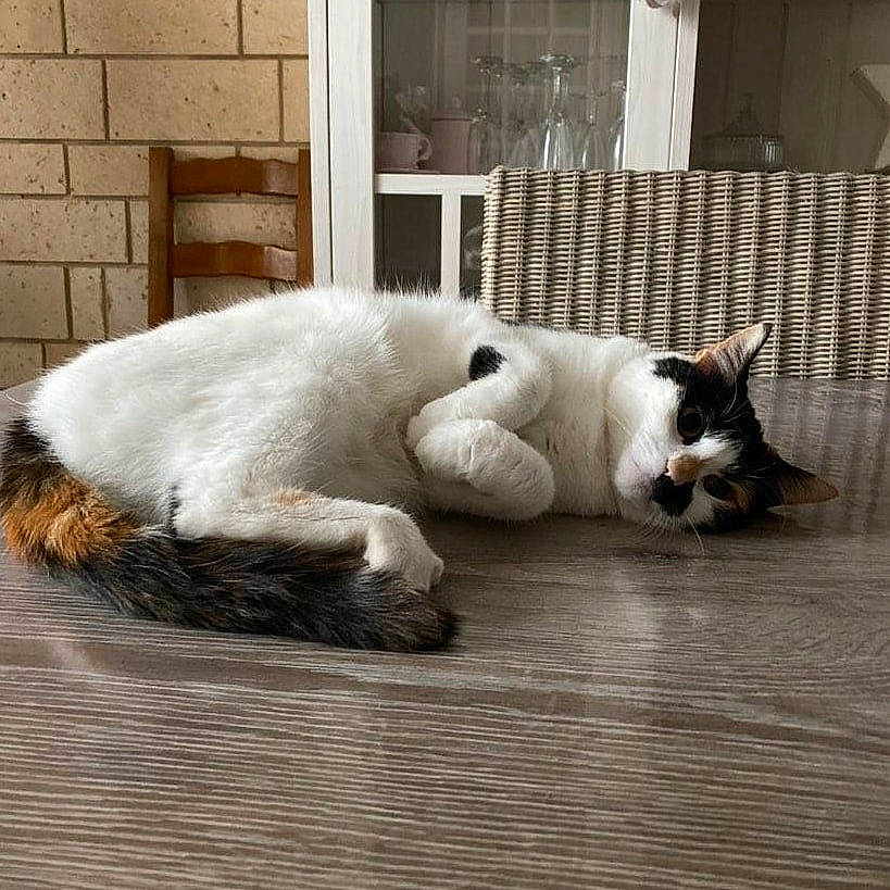 Praline a rejoint le concours — aidez-le/la à gagner de superbes lots ! birman, carnivore, carpet, cat, fawn, felidae, floor, flooring, fur, hardwood, kitten, nap, paw, skin, small_to_medium_sized_cats, tail, whiskers, wood