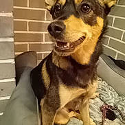 Stella participe au concours pour gagner de l'argent avec cette photo : animal, architecture, blanket, brick, building, canine, chihuahua, cushion, dog, germanshepherd, homedecor, hound, husky, pet, policedog, puppy, slate, snout, terrier, wall
