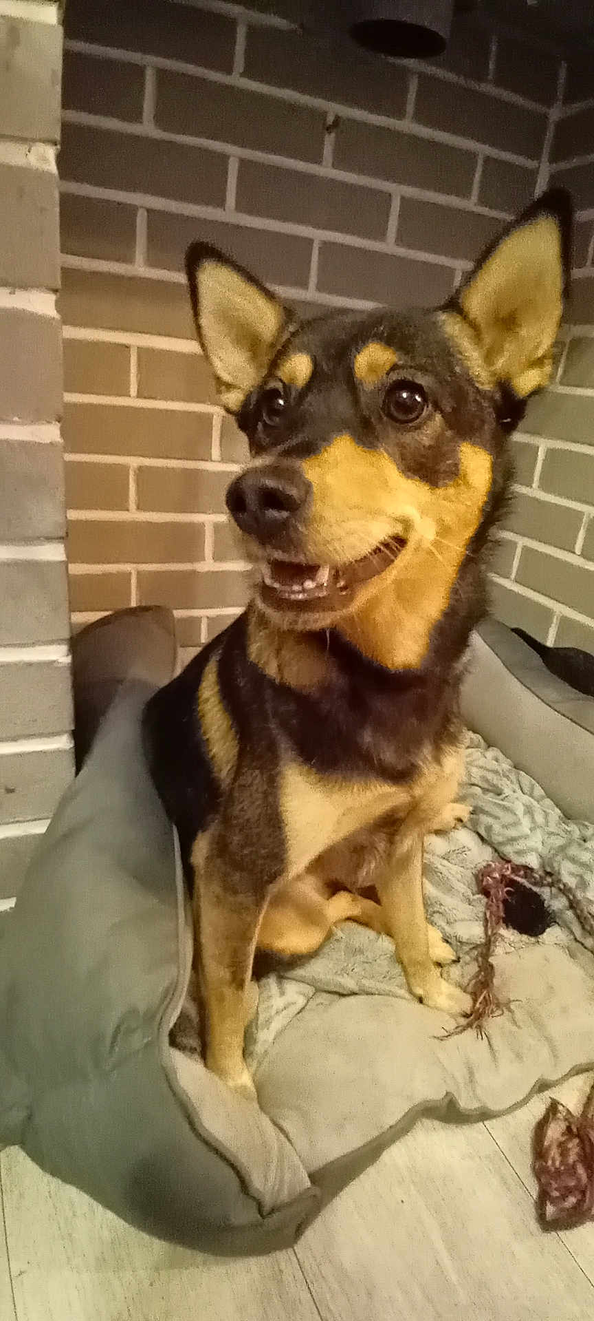Stella