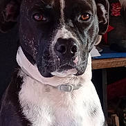 Pouf participe au concours pour gagner de l'argent avec cette photo : animal, beagle, bostonbull, boxer, bulldog, canine, computer, couch, dog, frenchbulldog, furniture, hound, machine, person, pet, pitbull, pointer, puppy, snout, spoke