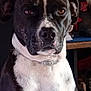animal, beagle, bostonbull, boxer, bulldog, canine, computer, couch, dog, frenchbulldog, furniture, hound, machine, person, pet, pitbull, pointer, puppy, snout, spoke